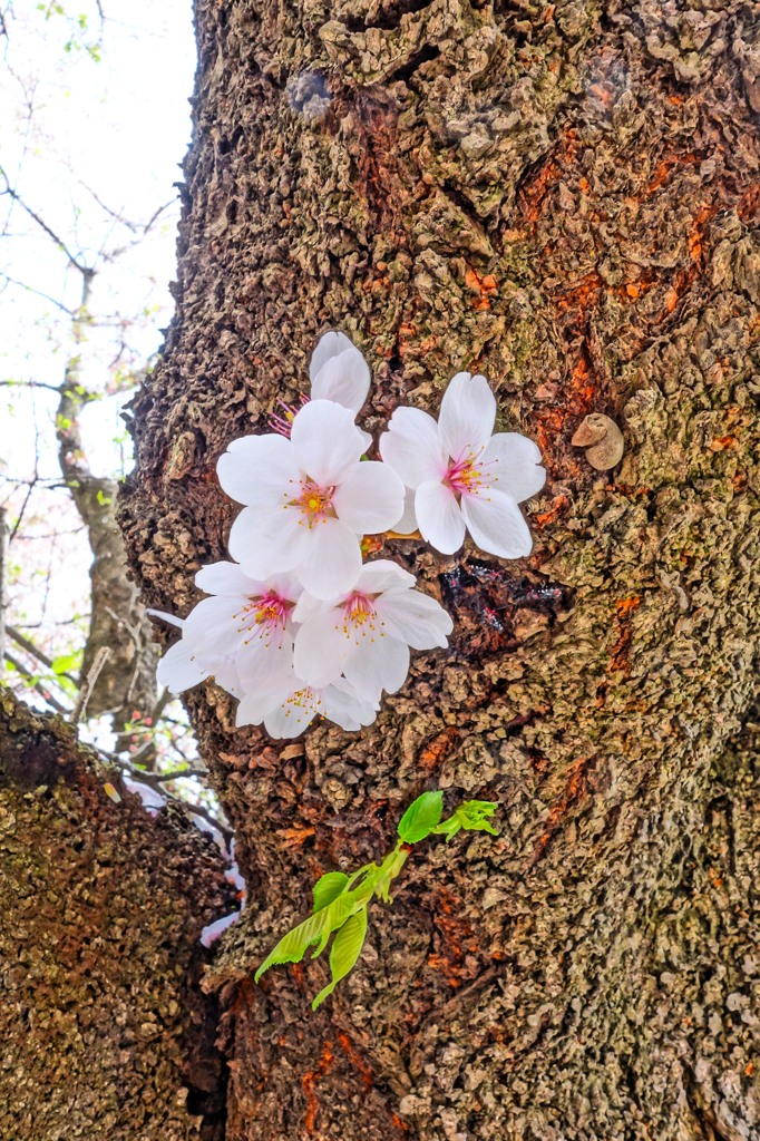 惜春華（７）「幼華」