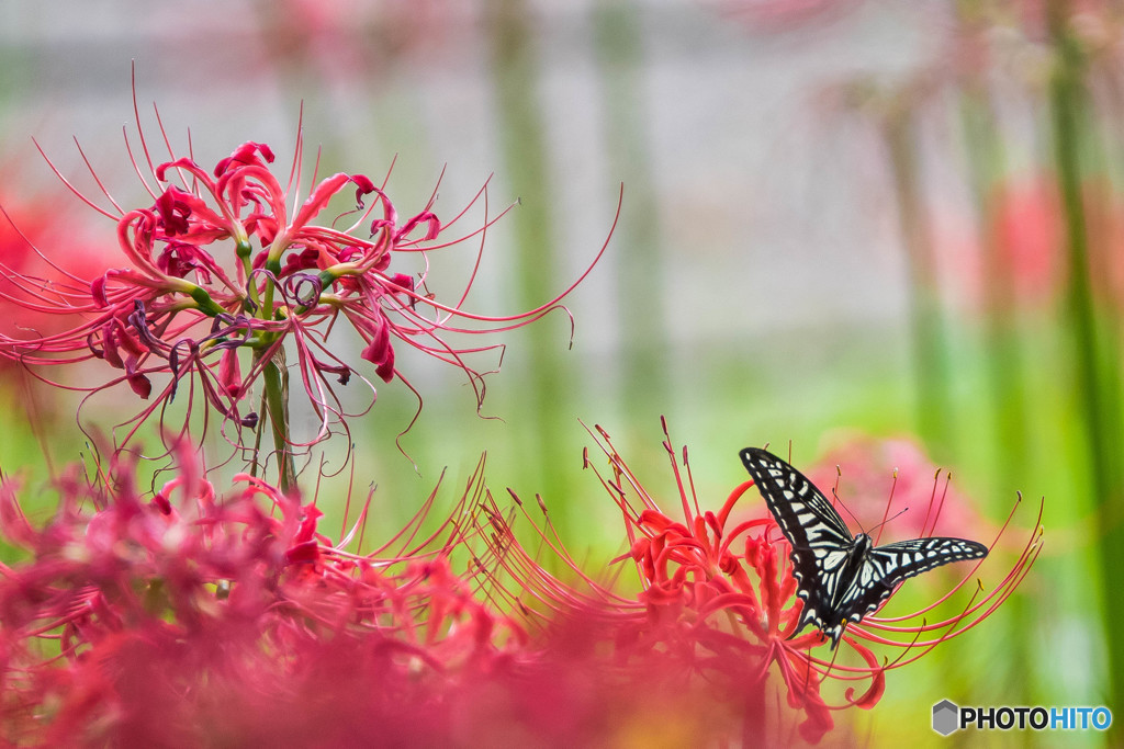 いつもの公園、名残の曼殊沙華「アゲハ舞う」（２）