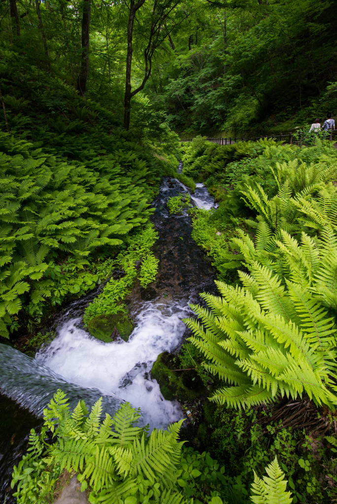 緑道散策「気鮮」