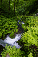 緑道散策「気鮮」