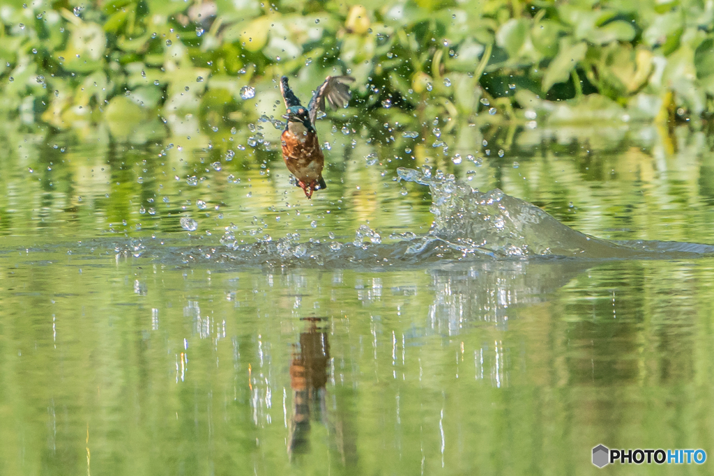 いつもの公園「魚漁る鳥」