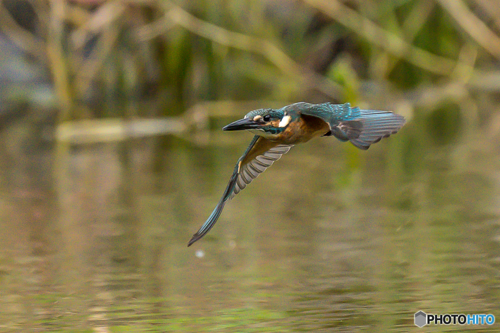 いつもの公園「飛び三様」「来翔」