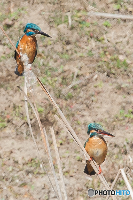 いつもの公園「カワセミ日和」（１）