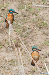 いつもの公園「カワセミ日和」（１）