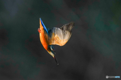 いつもの公園「青閃」(2) いつもの公園「青閃」(2)