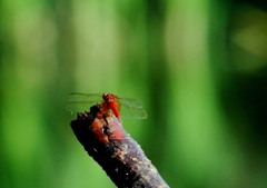 眼３－３「アカちゃんの眼」