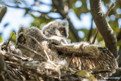 トラフズクにぎやか（12）