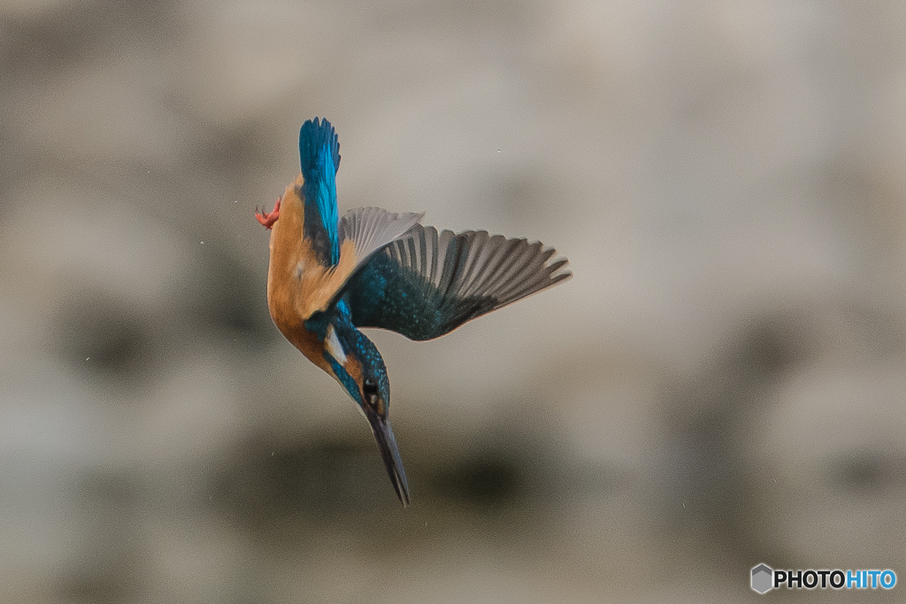 いつもの公園「春翡翠日和」（１）