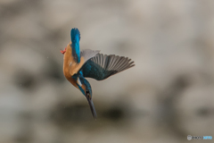 いつもの公園「春翡翠日和」（１）