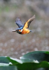 いつもの公園今朝５－５「カワセミ」