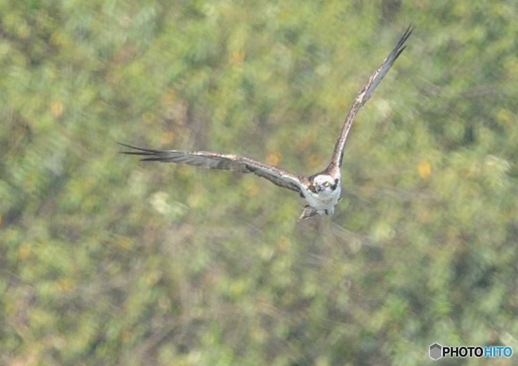 ミサゴ来る（４）「向かってきました」