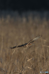 チュウヒフィールド（９）