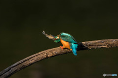 いつもの公園「魚漁る鳥」（１０）