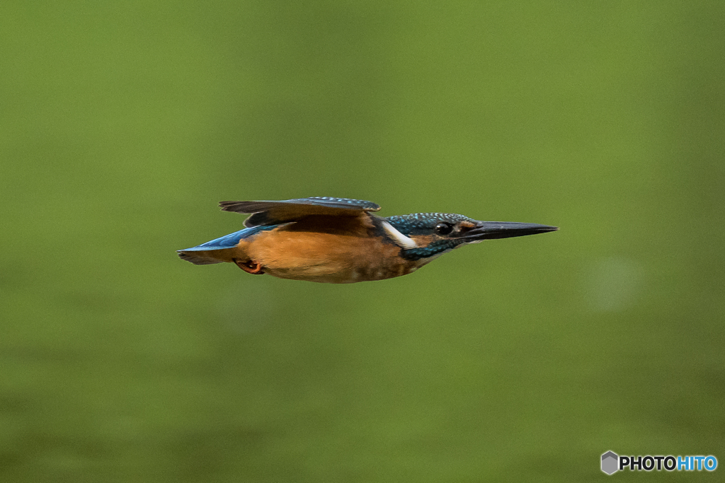 いつもの公園「飛び三様」「ミサイル翔」