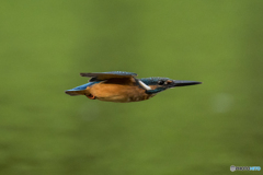 いつもの公園「飛び三様」「ミサイル翔」