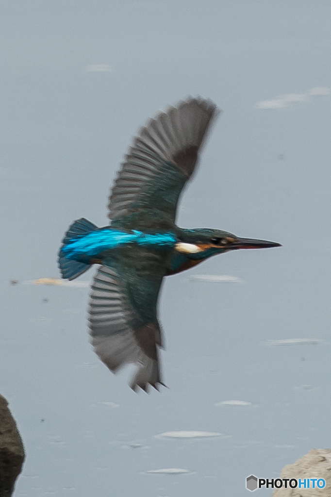 利根川鳥便り「カワセミ来翔」