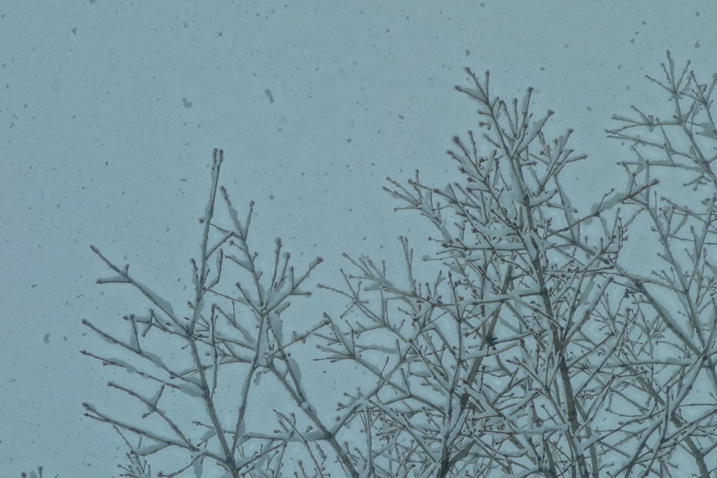 4月13日「雪」（３）