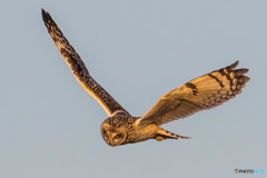 コミミズク遊飛（コミミズク）（２）