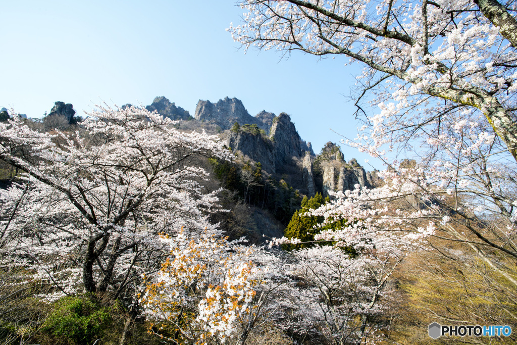 妙義桜唄（桜の里）