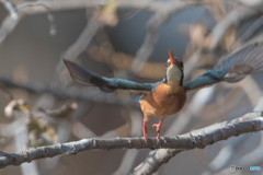 カワセミ「グワッ～」（３）