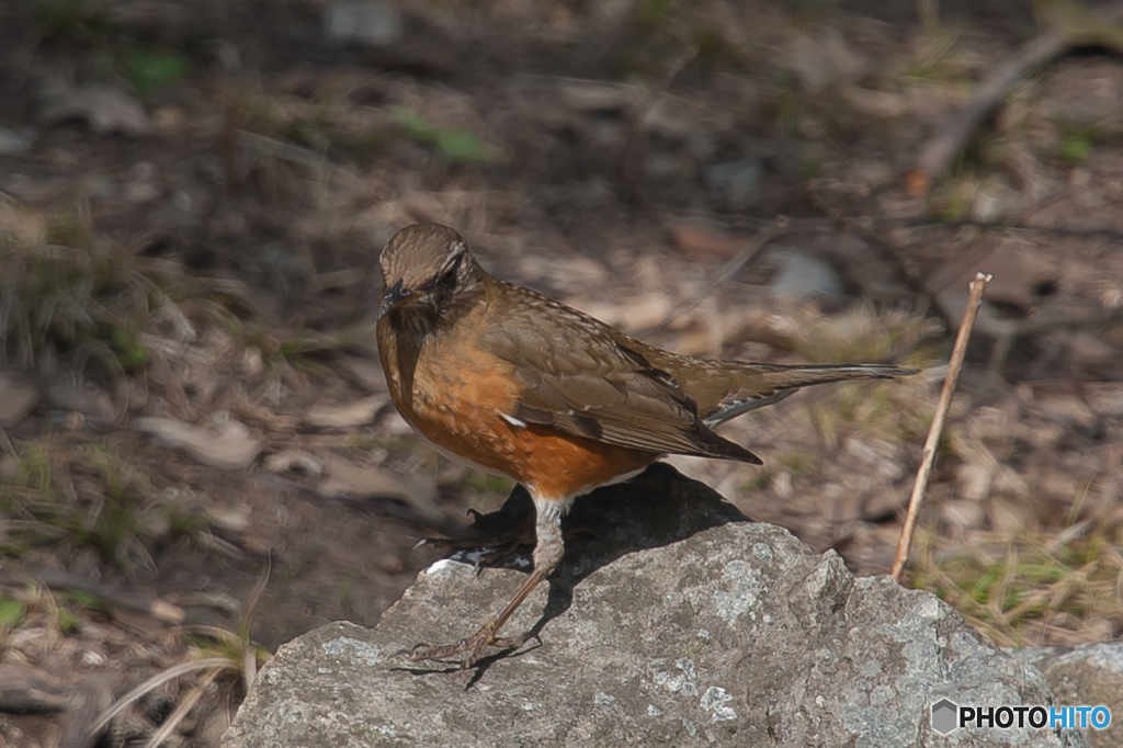 野鳥三景「アカハラ」