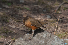 野鳥三景「アカハラ」