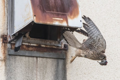 チョウゲンボウ獲物渡し（２）