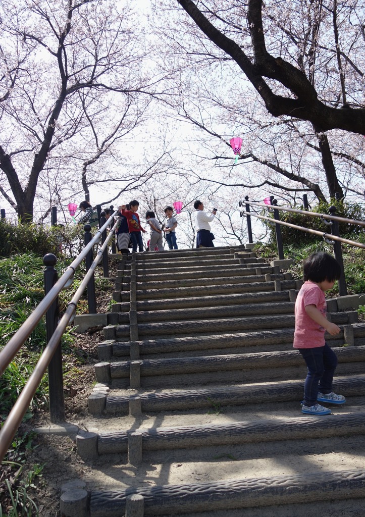 いつもの公園　桜四景　「遠くに行かないから」