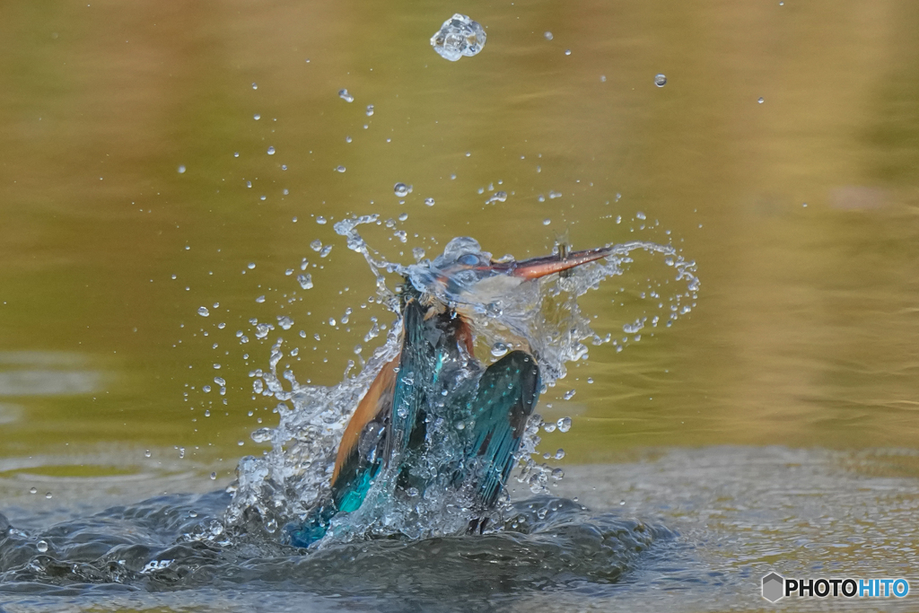 いつもの公園「お魚パラパラ」（１）
