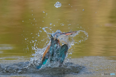 いつもの公園「お魚パラパラ」（１）