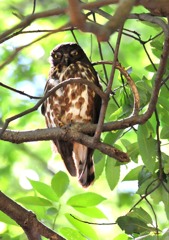 お雀の森　アオバズク　８－４「今日は二羽、半眼」