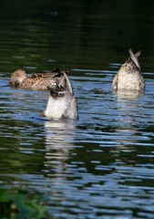 いつもの公園、ついさっき６－６「尻上げ」