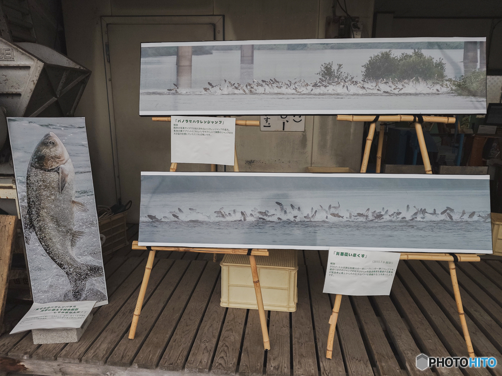 利根川賛歌「ハクレン大ジャンプ写真展」（２）