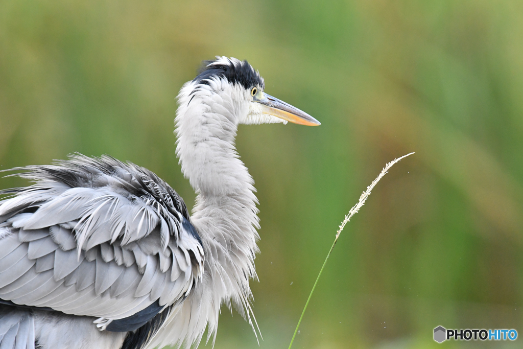 いつもの公園「グワンンン」