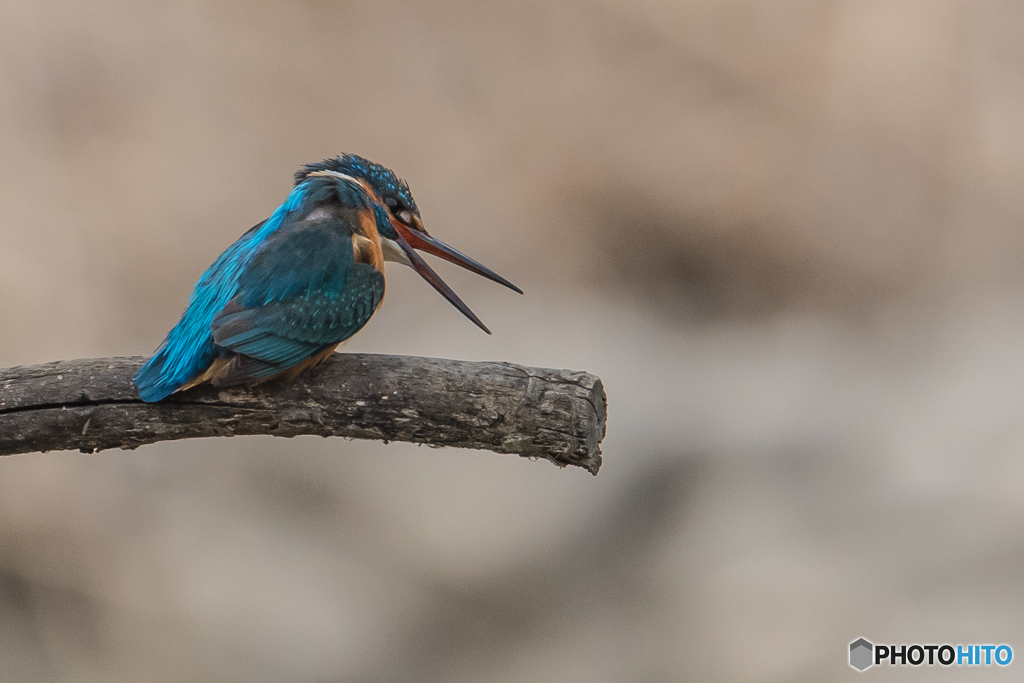 いつもの公園「春翡翠日和」（2）