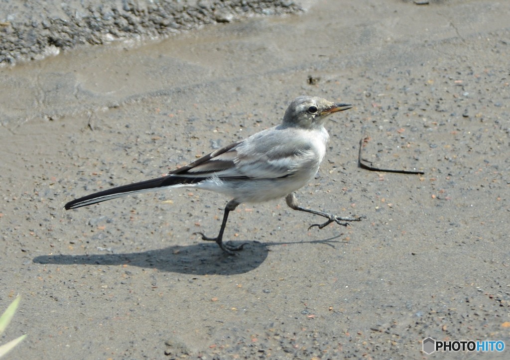 梅雨明け　いつもの公園　「ハクセキレイ幼鳥」