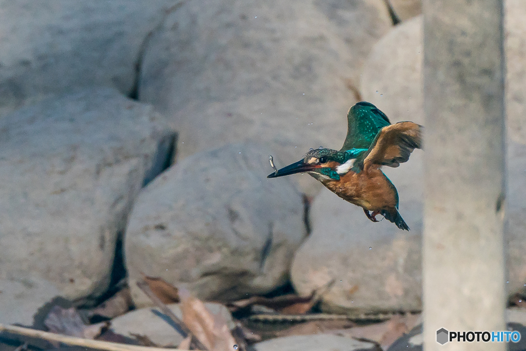 いつもの公園「小さき獲物」