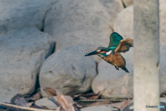 いつもの公園「小さき獲物」