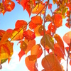 錦秋色晴天　紅葉簾　４－２「照紅葉」