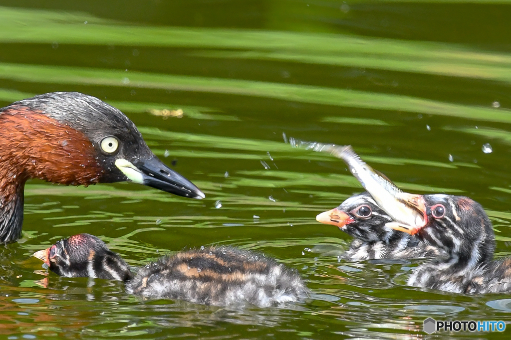 大食（カイツブリ）