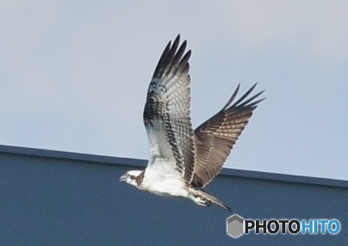 ミサゴ来る（５）