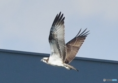 ミサゴ来る（５）