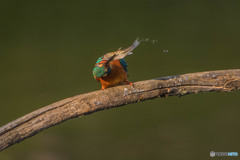 いつもの公園「魚漁る鳥」（５）