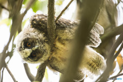 トラフズクの木「？（はてな）の木」