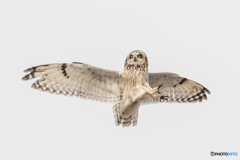 コミミズク四姿（３）