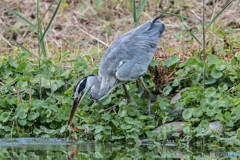 いつもの公園「錦鯉」（アオサギ）