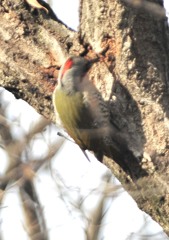隣町の公園　「アオゲラ」（５）