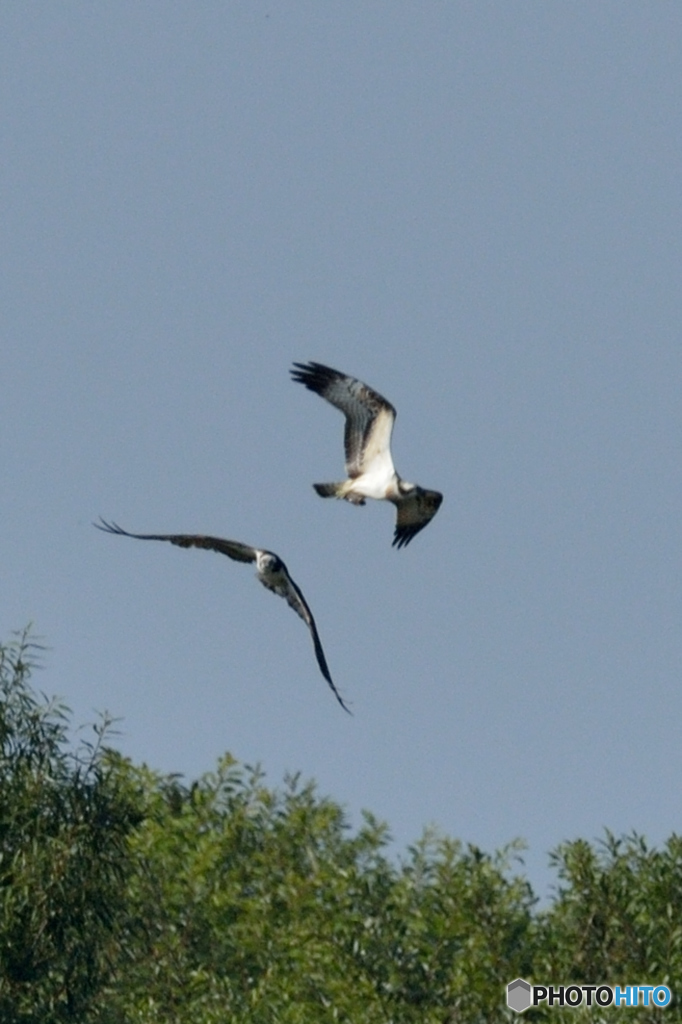 ミサゴ来る（１２）「大空へ」