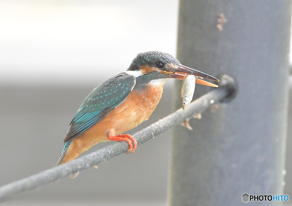 いつもの公園「カワセミ日記（４1）」