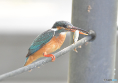 いつもの公園「カワセミ日記（４1）」